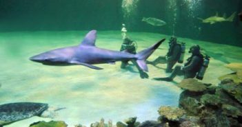 Shark Reef Aquarium in Las Vegas